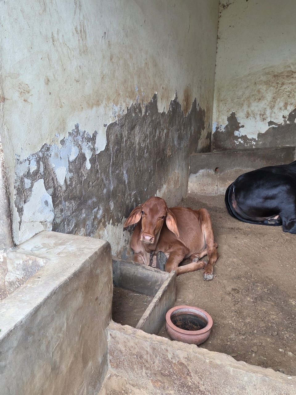 Farm resident
